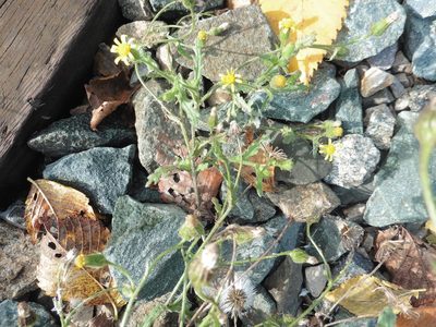 Senecio viscosus, photographed by Силаева Татьяна Борисовна