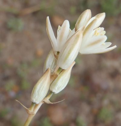 Nicipe graminifolia, photographed by Nicola van Berkel