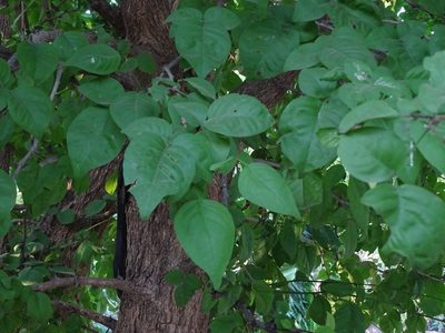 Aegle marmelos, photographed by Ajit Ampalakkad