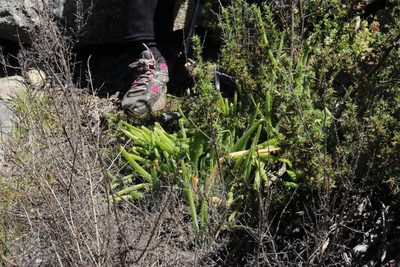 Bulbine praemorsa, photographed by Tony Rebelo