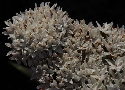 Corymbium enerve, photographed by Tony Rebelo