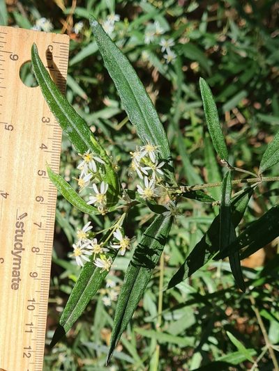 Olearia viscidula, photographed by Petra Holland
