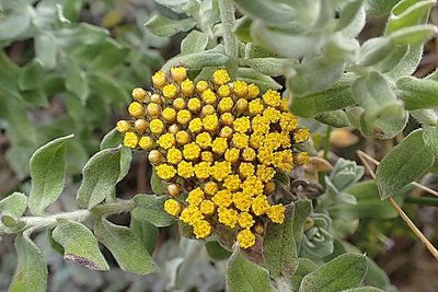 Helichrysum dasyanthum, photographed by Di Turner