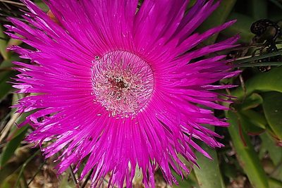 Carpobrotus deliciosus, photographed by Di Turner
