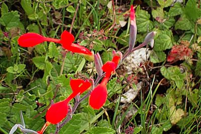 Gladiolus cunonius, photographed by Di Turner