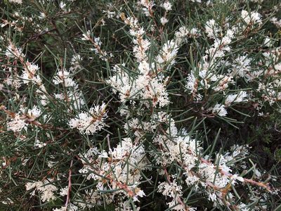Hakea rugosa, photographed by Connor Margetts