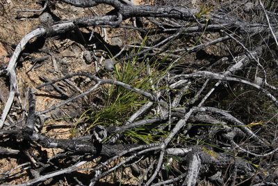 Carex capensis, photographed by Tony Rebelo