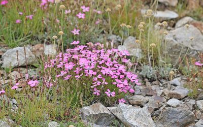Dianthus pavonius, photographed by Christoph Moning