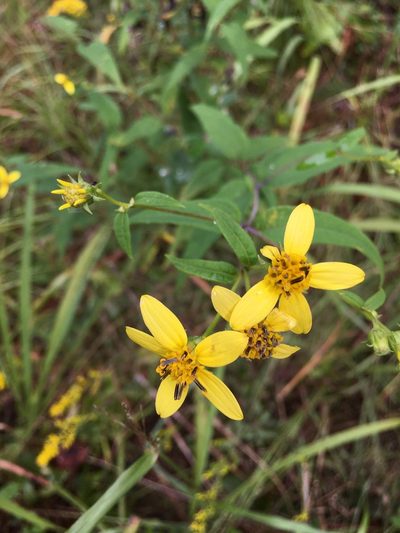 Helianthus microcephalus, photographed by Becky Dill