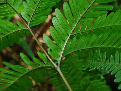 Pteris fauriei, photographed by Jacy Chen