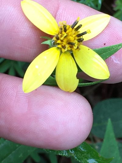 Helianthus microcephalus, photographed by Becky Dill