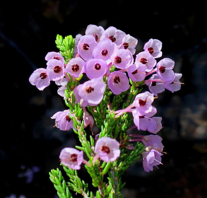 Erica newdigateae, photographed by Di Turner