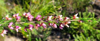 Erica nutans, photographed by Di Turner