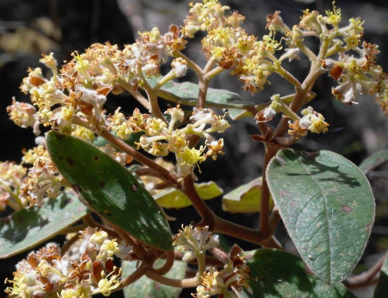 Pomaderris lanigera, photographed by Gary Williams