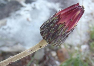 Gerbera wrightii, photographed by Nicola van Berkel