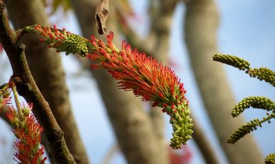 Acrocarpus fraxinifolius, photographed by Ajit Ampalakkad