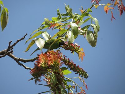 Acrocarpus fraxinifolius, photographed by Ajit Ampalakkad