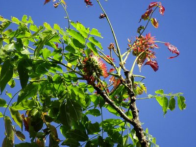 Acrocarpus fraxinifolius
