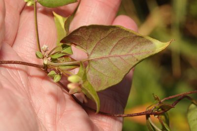 Fallopia convolvulus, photographed by Stephen James McWilliam
