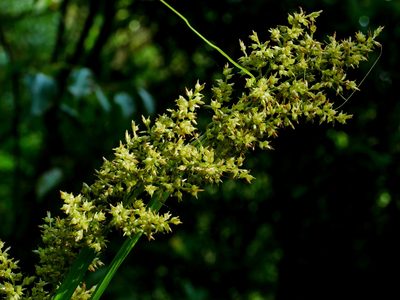 Carex cruciata, photographed by Jacy Chen