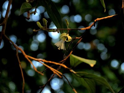 Alangium salviifolium, photographed by Ajit Ampalakkad