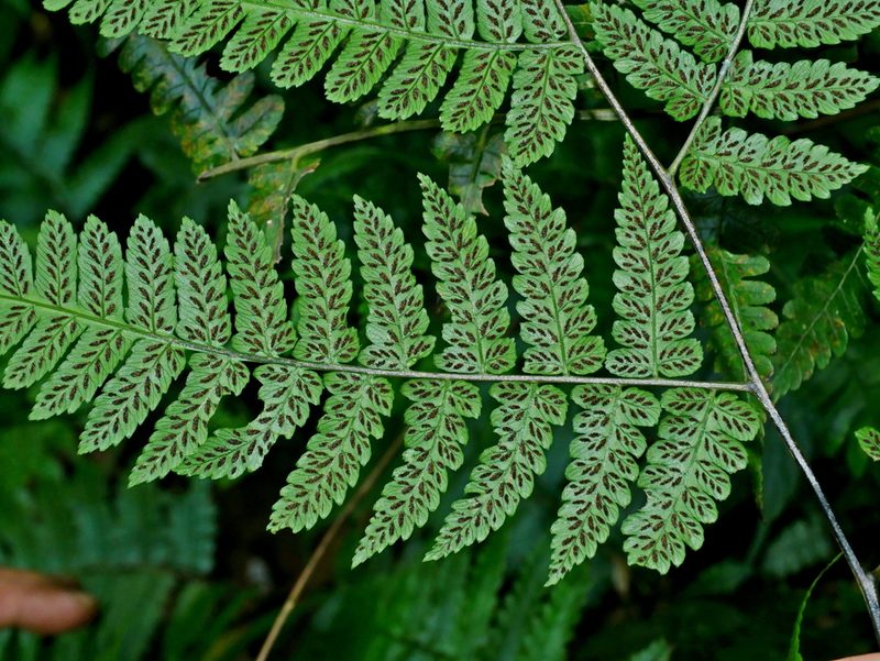 Diplazium okinawaense, photographed by Jacy Chen