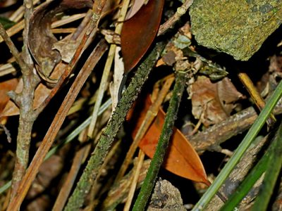 Diplazium okinawaense, photographed by Jacy Chen