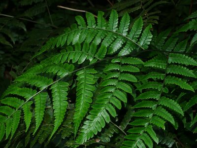 Diplazium okinawaense, photographed by Jacy Chen