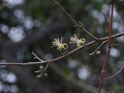 Alangium salviifolium, photographed by Ajit Ampalakkad
