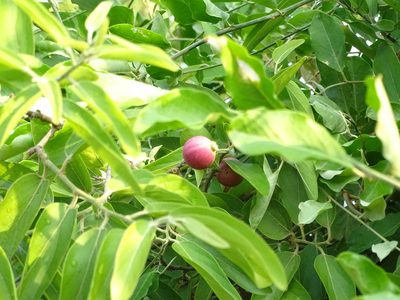 Alangium salviifolium, photographed by Ajit Ampalakkad