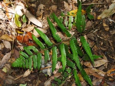 Diplazium fauriei, photographed by Jacy Chen
