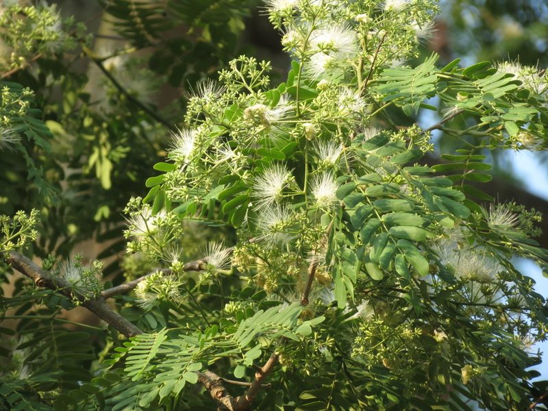 Albizia odoratissima, photographed by Ajit Ampalakkad