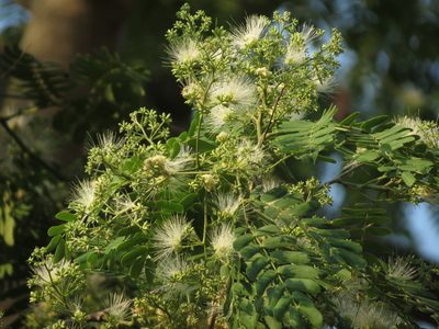 Albizia odoratissima, photographed by Ajit Ampalakkad