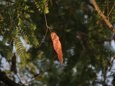 Albizia odoratissima, photographed by Ajit Ampalakkad