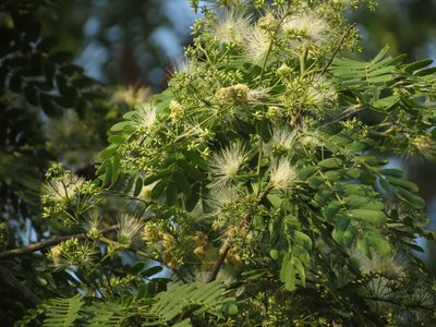 Albizia odoratissima, photographed by Ajit Ampalakkad