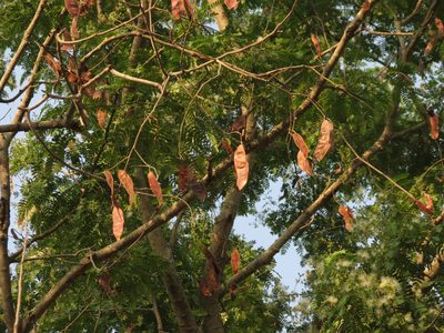 Albizia odoratissima, photographed by Ajit Ampalakkad