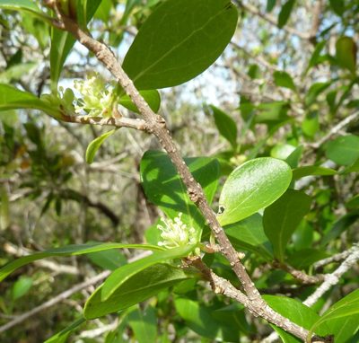 Forestiera segregata, photographed by Stan Shebs