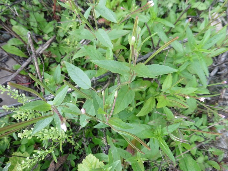 Epilobium pseudorubescens, photographed by Силаева Татьяна Борисовна
