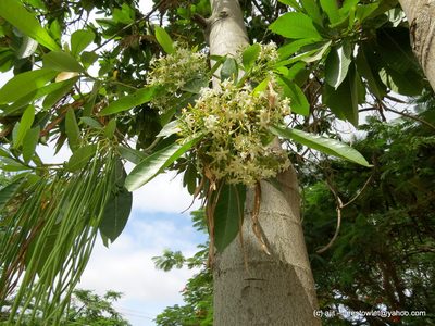 Alstonia macrophylla, photographed by Ajit Ampalakkad