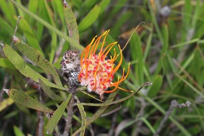 Leucospermum gerrardii, photographed by Brian du Preez