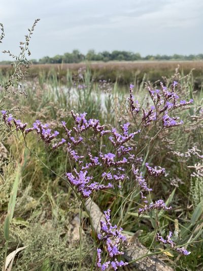 Limonium narbonense, photographed by Viktória Pintérné Tóth