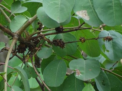 Terminalia anogeissiana, photographed by Ajit Ampalakkad