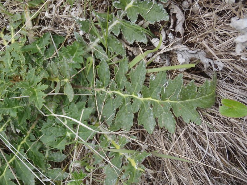Platycarpha glomerata, photographed by Nicola van Berkel