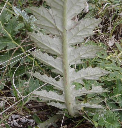 Platycarpha glomerata, photographed by Nicola van Berkel