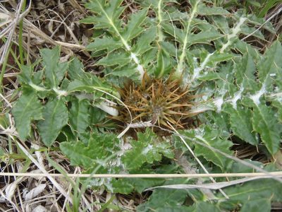 Platycarpha glomerata, photographed by Nicola van Berkel