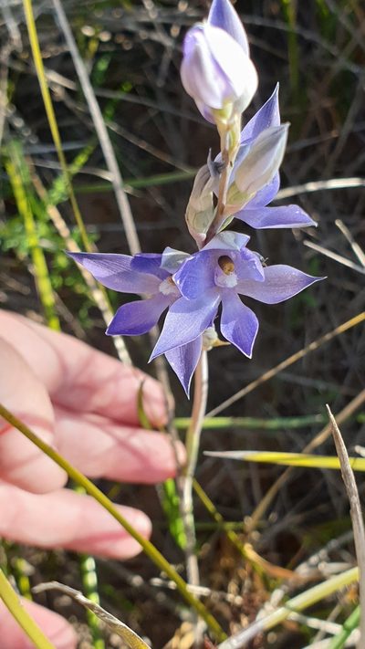 Thelymitra megacalyptra, photographed by Rosalie Lawrence