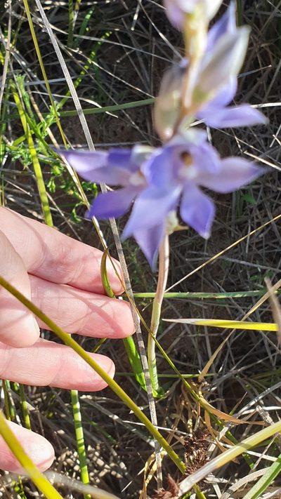Thelymitra megacalyptra, photographed by Rosalie Lawrence