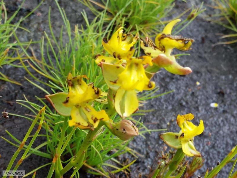 Ceratandra bicolor, photographed by Chris Vynbos