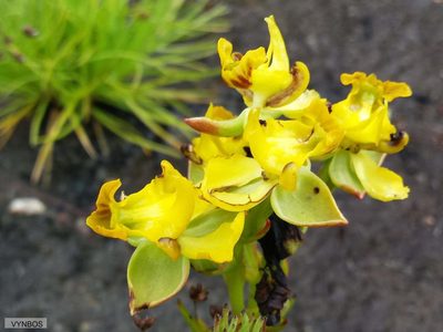 Ceratandra bicolor, photographed by Chris Vynbos