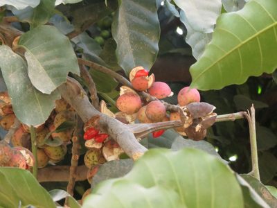 Aphanamixis polystachya, photographed by Ajit Ampalakkad